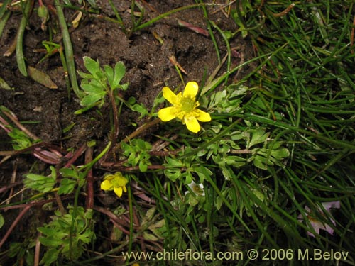 Ranunculus sp. #3038的照片