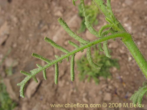 Image of Schizanthus coccineus (Mariposita de cordillera). Click to enlarge parts of image.