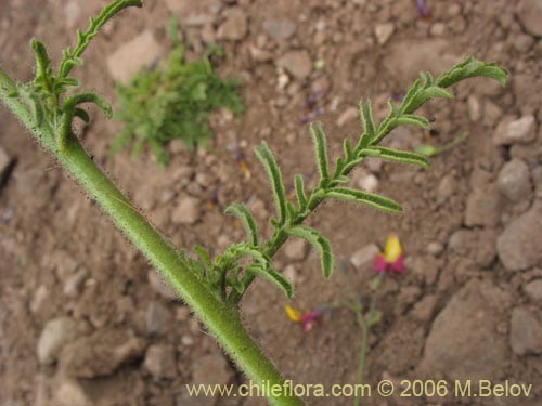 Imágen de Schizanthus coccineus (Mariposita de cordillera). Haga un clic para aumentar parte de imágen.