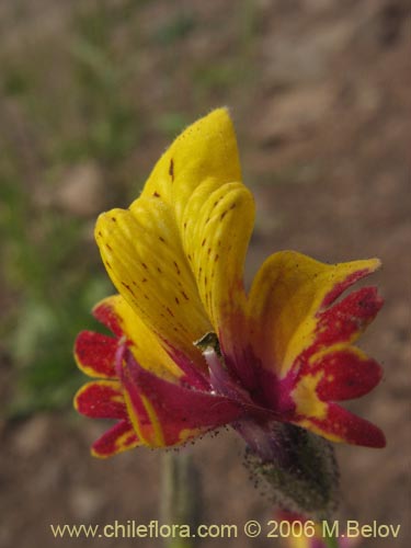 Bild von Schizanthus coccineus (Mariposita de cordillera). Klicken Sie, um den Ausschnitt zu vergrössern.