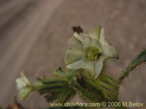 Image of Nicotiana corymbosa (Tabaquillo / Tabaco / Monte amargo). Click to enlarge parts of image.