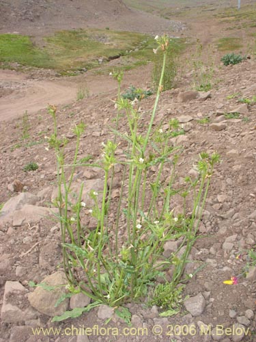 Image of Nicotiana corymbosa (Tabaquillo / Tabaco / Monte amargo). Click to enlarge parts of image.