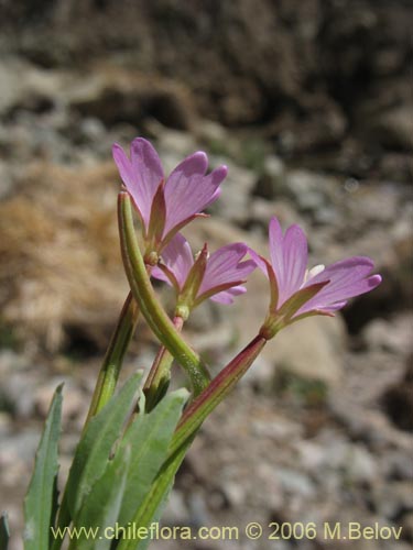 Onagraceae sp. #2756의 사진