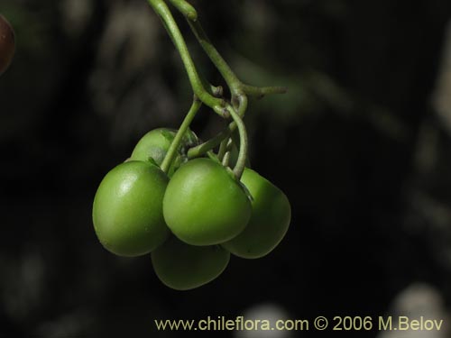 Image of Solanum etuberosum (Tomatillo de flores grandes). Click to enlarge parts of image.