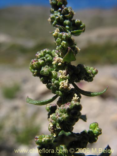 Bild von Chenopodium ambrosioides (Paico / Pichan / Pichen). Klicken Sie, um den Ausschnitt zu vergrössern.