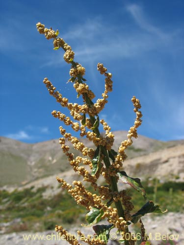 Image of Chenopodium ambrosioides (Paico / Pichan / Pichen). Click to enlarge parts of image.