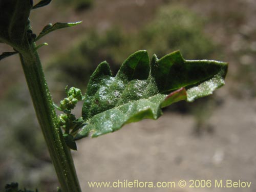 Bild von Chenopodium ambrosioides (Paico / Pichan / Pichen). Klicken Sie, um den Ausschnitt zu vergrössern.