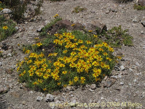 Image of Haplopappus sp. #7322 (). Click to enlarge parts of image.