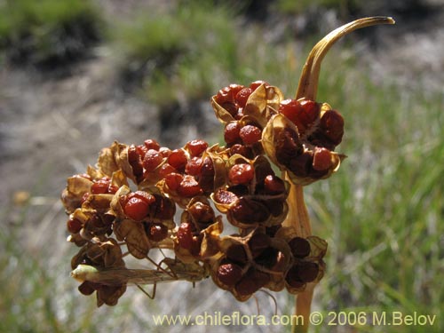 Image of Sisyrinchium junceum ssp. junceum (Huilmo rosado). Click to enlarge parts of image.