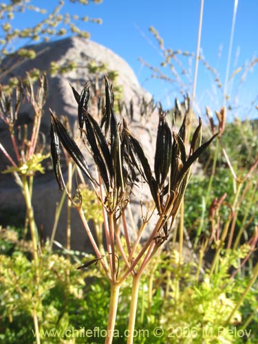 Image of Osmorhiza chilensis (Perejil del monte / An�s del cerro). Click to enlarge parts of image.