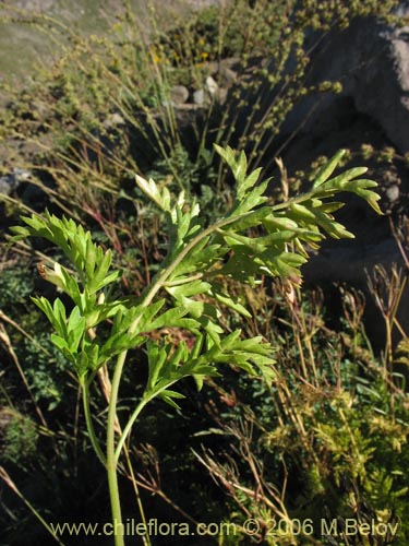Image of Osmorhiza chilensis (Perejil del monte / Anís del cerro). Click to enlarge parts of image.