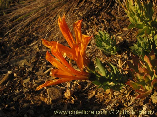 Alstroemeria pseudospatulataの写真