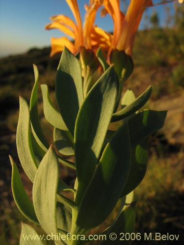 Image of Alstroemeria pseudospatulata (Repollito amarillo). Click to enlarge parts of image.