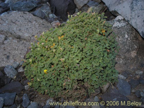 Image of Oxalis sp. #1491 (). Click to enlarge parts of image.