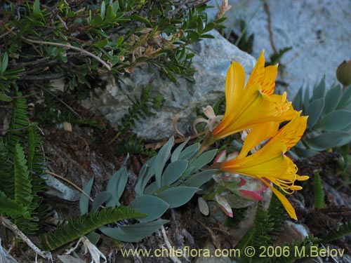 Image of Alstroemeria pseudospatulata (Repollito amarillo). Click to enlarge parts of image.