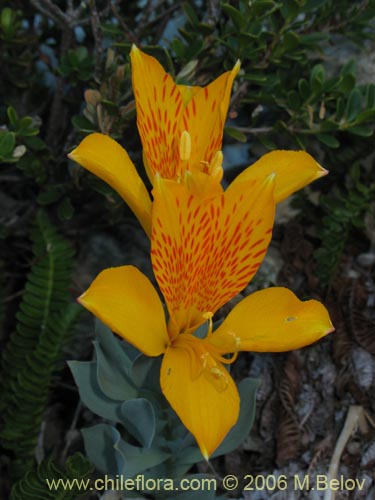 Alstroemeria pseudospatulataの写真