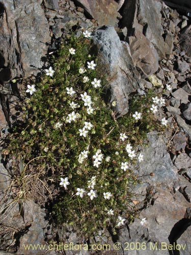 Image of Spergularia sp.   #1701 (). Click to enlarge parts of image.