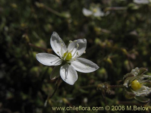 Spergularia sp.   #1701の写真