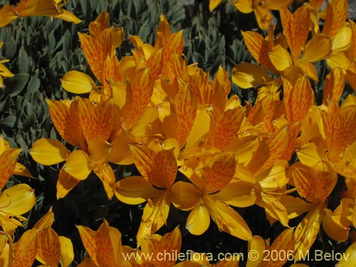 Imágen de Alstroemeria pseudospatulata (Repollito amarillo). Haga un clic para aumentar parte de imágen.