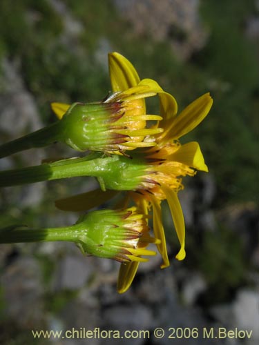 Asteraceae sp. #1847の写真