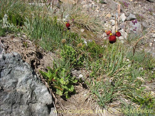 Calceolaria arachnoidea-x-C.-corymbosa,-hybrido의 사진