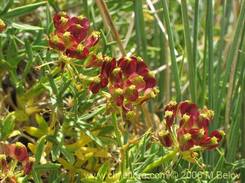 Mulinum spinosumの写真