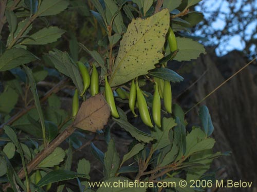 Image of Lomatia dentada (Avellanillo / Avellanito / Palo negro / Pi�ol). Click to enlarge parts of image.