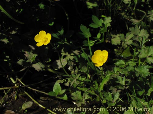 Ranunculus sp. #3037的照片
