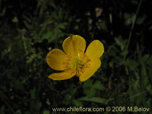 Ranunculus sp. #3037的照片