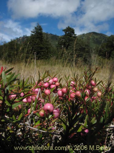 Image of Gaultheria pumila (Chaura). Click to enlarge parts of image.