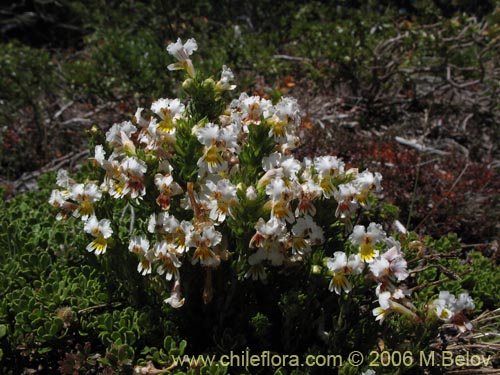 Bild von Euphrasia flavicans (eufrasia blanca). Klicken Sie, um den Ausschnitt zu vergrössern.