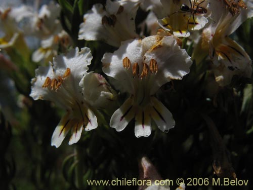 Bild von Euphrasia flavicans (eufrasia blanca). Klicken Sie, um den Ausschnitt zu vergrössern.
