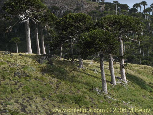 Image of Araucaria araucana (Araucaria / Pehuén / Piñonero). Click to enlarge parts of image.