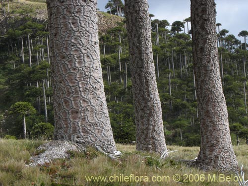 Imágen de Araucaria araucana (Araucaria / Pehuén / Piñonero). Haga un clic para aumentar parte de imágen.