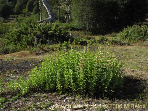 Фотография Saponaria officinalis (Jabonera / Saponaria). Щелкните, чтобы увеличить вырез.