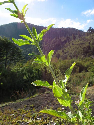 Saponaria officinalisの写真