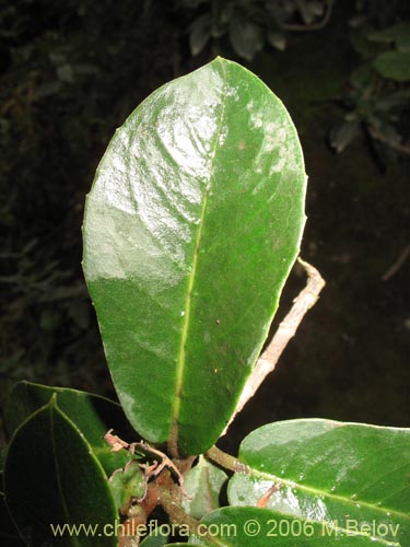 Фотография Hydrangea serratifolia (Canelilla / Voqui naranjo / Voqui paulun). Щелкните, чтобы увеличить вырез.