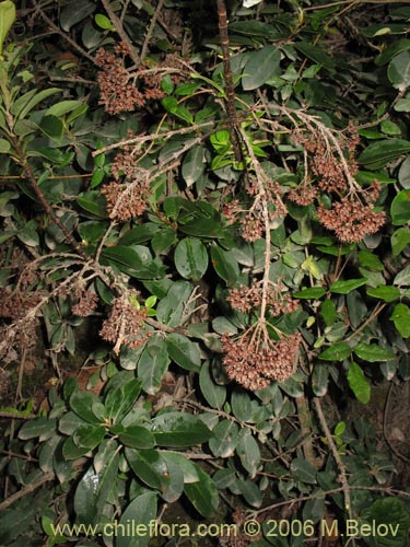Image of Hydrangea serratifolia (Canelilla / Voqui naranjo / Voqui paulun). Click to enlarge parts of image.