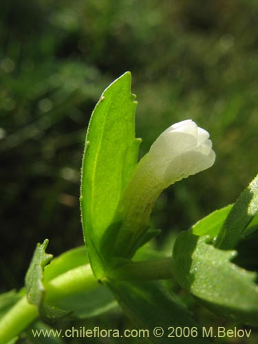 Image of Gratiola peruviana (Contrayerba). Click to enlarge parts of image.