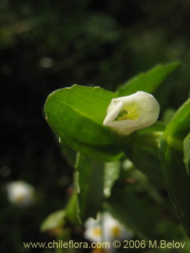 Gratiola peruvianaの写真