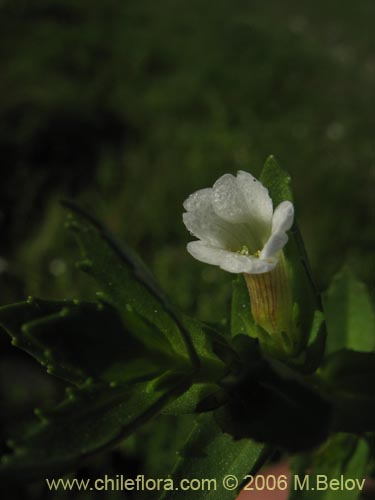 Imágen de Gratiola peruviana (Contrayerba). Haga un clic para aumentar parte de imágen.