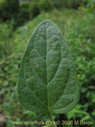 Bild von Prunella vulgaris (Hierba mora / Hierba negra). Klicken Sie, um den Ausschnitt zu vergrössern.
