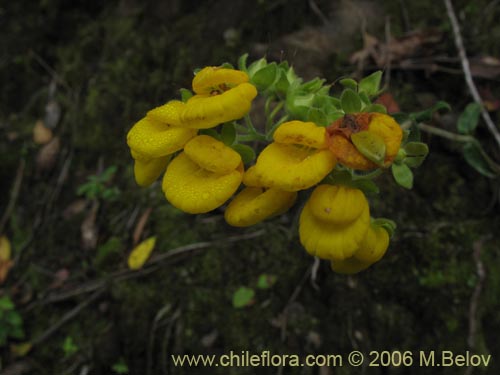Calceolaria dentata ssp. araucana의 사진
