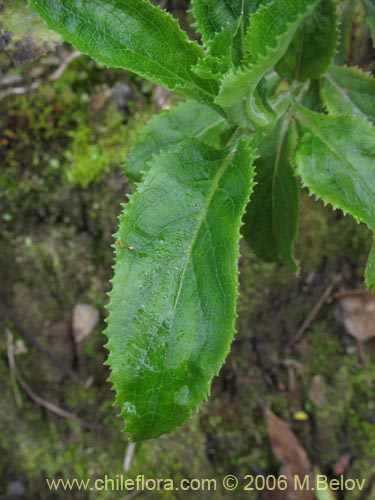 Bild von Calceolaria dentata ssp. araucana (Capachito). Klicken Sie, um den Ausschnitt zu vergrössern.