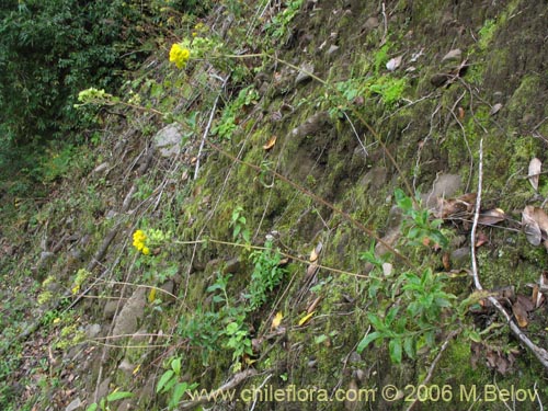 Calceolaria dentata ssp. araucana의 사진