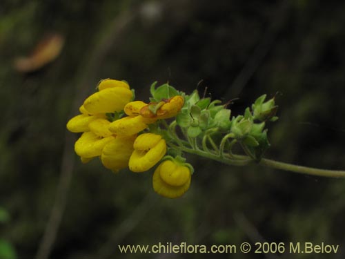 Bild von Calceolaria dentata ssp. araucana (Capachito). Klicken Sie, um den Ausschnitt zu vergrössern.