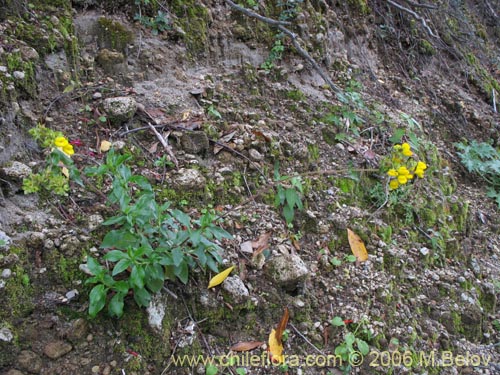 Imágen de Calceolaria dentata ssp. araucana (Capachito). Haga un clic para aumentar parte de imágen.