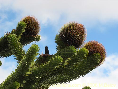 Araucaria araucanaの写真