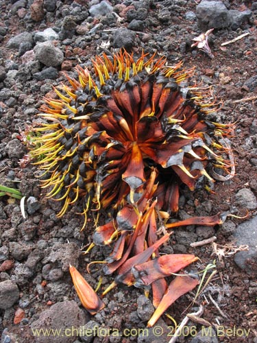 Imágen de Araucaria araucana (Araucaria / Pehuén / Piñonero). Haga un clic para aumentar parte de imágen.