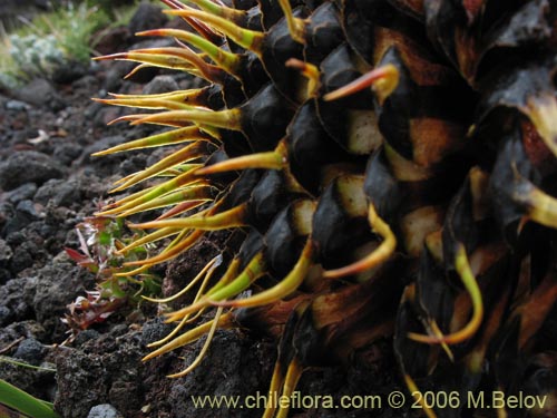 Araucaria araucanaの写真
